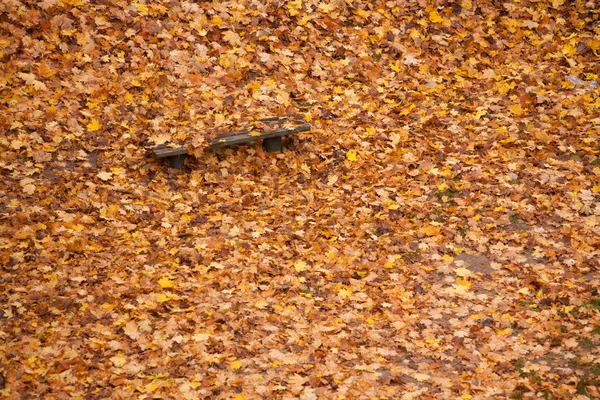 Banco y hojas de arce en el parque de la ciudad en el otoño —  Fotos de Stock