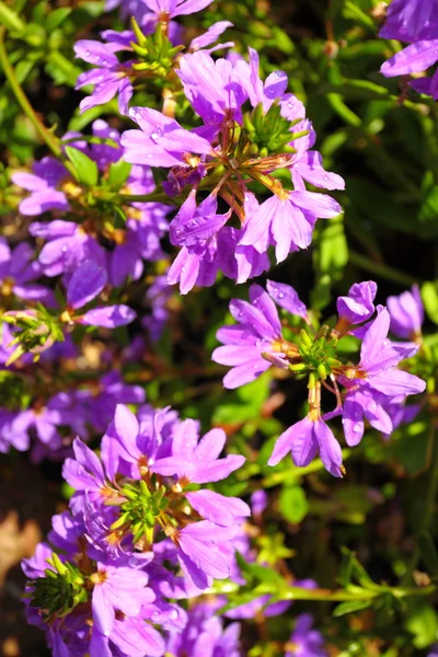Fioletowe kwiaty w ogrodzie, świeciło słońce — Zdjęcie stockowe
