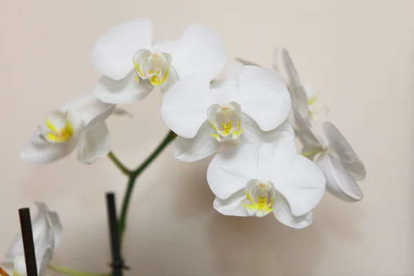 Falaenopsis. Orquídea blanca sobre fondo de pared — Foto de Stock