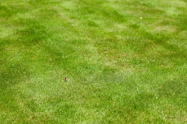 Grass field texture background — Stock Photo, Image