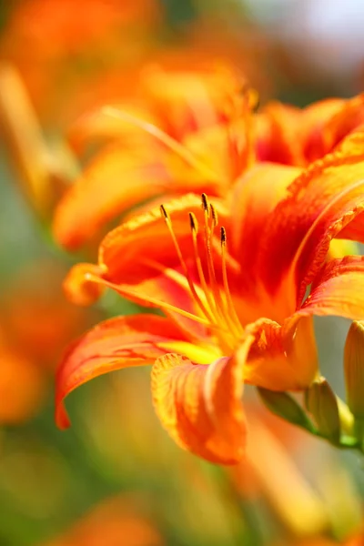 Lilly oranžový květ lilie venkovní — Stock fotografie