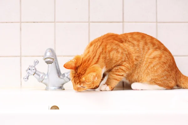 Animais em casa gato vermelho pet kitty água potável no banheiro — Fotografia de Stock