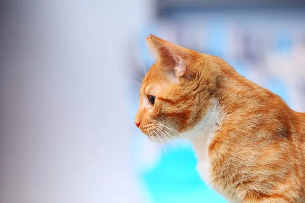 Animals at home - red cute little cat pet kitty on bed — Stock Photo, Image