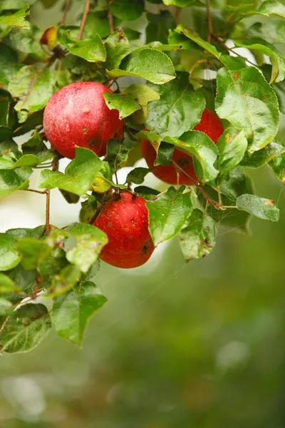 Czerwone jabłko rośnie na drzewie. Produkty naturalne. — Zdjęcie stockowe