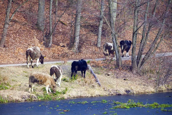 Rebanho de vacas leiteiras criação de animais na margem do rio ou na margem do lago — Fotografia de Stock