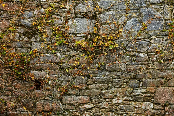 Pietra grigia parete rocciosa e foglie di edera piante verdi — Foto Stock