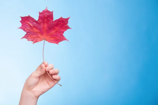 Cura della pelle. Mano con foglia d'acero come simbolo pelle capillare secca rossa. — Foto Stock