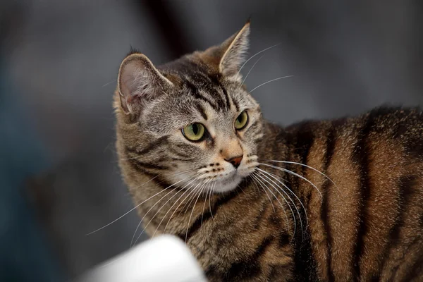 Beautiful home tabby cat — Stock Photo, Image