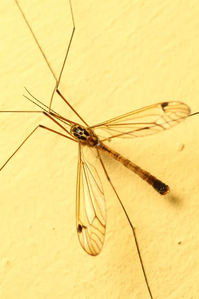 Mosquito sentado na parede interior — Fotografia de Stock