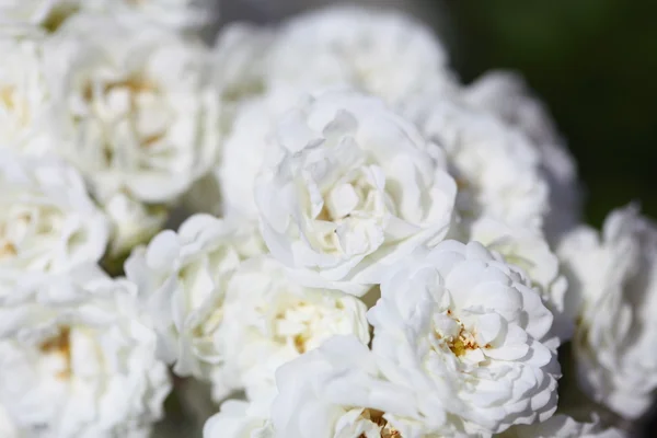 Bush van witte rozen buiten — Stockfoto