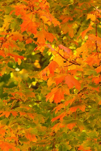 Hojas de otoño brillantes en el entorno natural —  Fotos de Stock