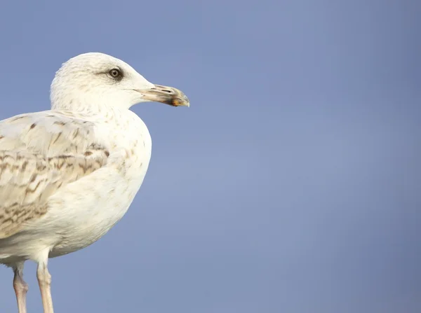 Seagul seaside bird sitting on tube at the sea — Stock Photo, Image