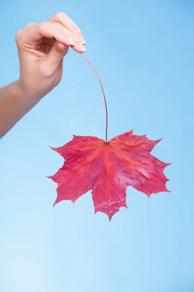 Cura della pelle. Mano con foglia d'acero come simbolo pelle capillare secca rossa. — Foto Stock