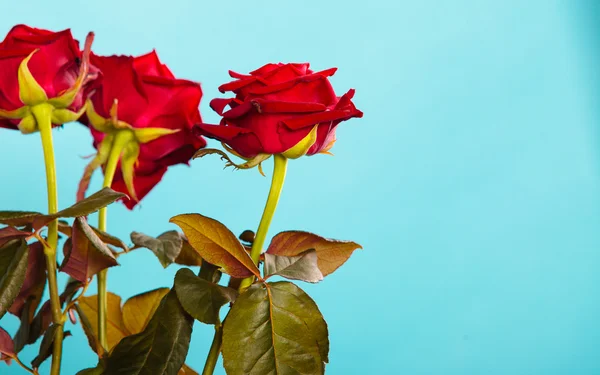 Kytice kvetoucích rudých růží květiny na modré — Stock fotografie