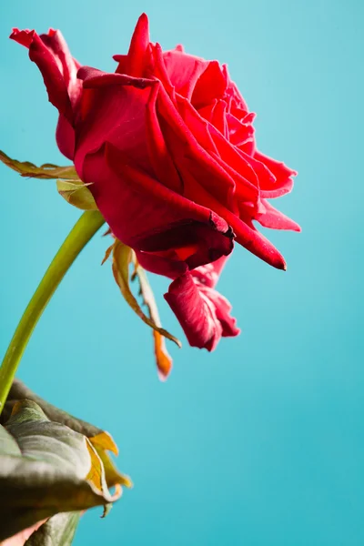 Närbild av blommande röd ros blomma på blå — Stockfoto
