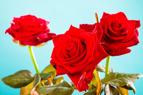 Buquê de flores de rosas vermelhas florescentes em azul — Fotografia de Stock