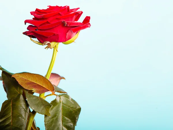 Closeup of blossoming red rose flower on blue — Stock Photo, Image