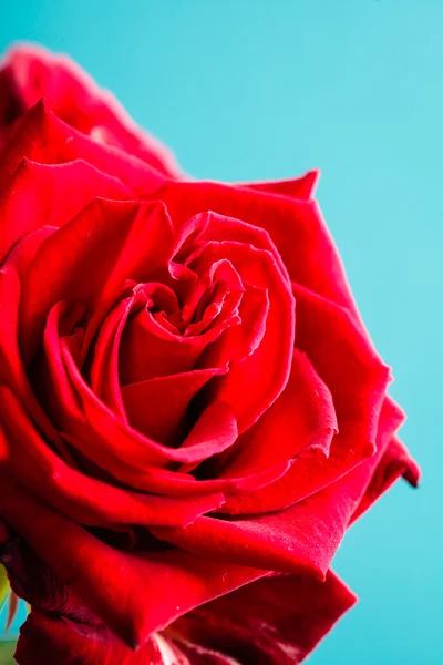 Close-up van bloeiende rode roos bloem op blauw — Stockfoto