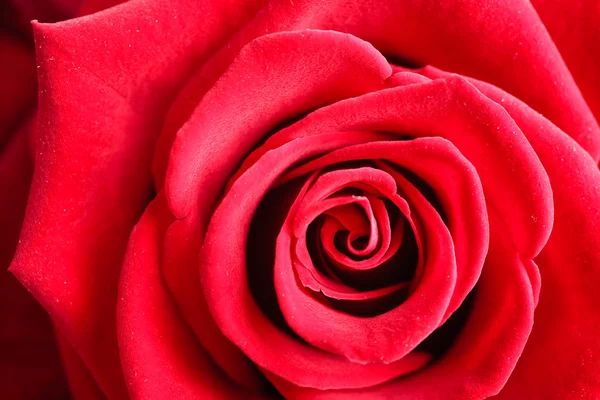 Closeup of blossoming red rose flower as background — Stock Photo, Image