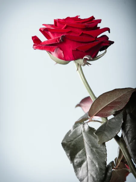 Closeup of blossoming red rose flower on gray — Stock Photo, Image