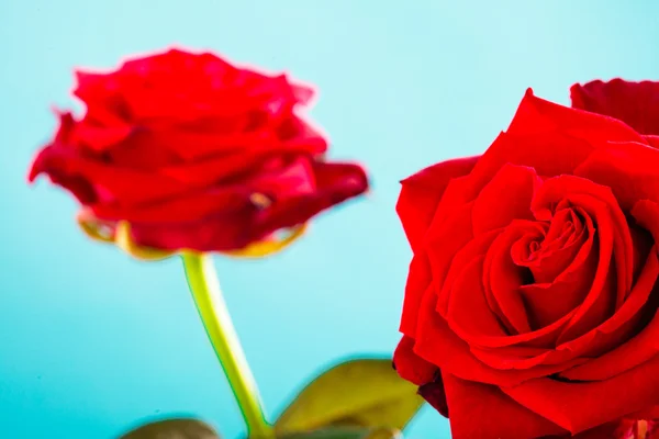 Ramo de flores de rosas rojas florecientes en azul —  Fotos de Stock