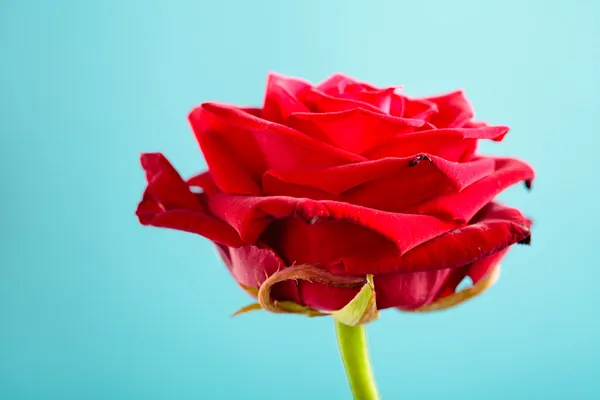Closeup of blossoming red rose flower on blue — Stock Photo, Image