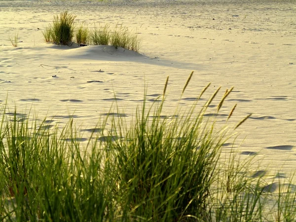 Sea grass on the coast of the Baltic Sea — Stock Photo, Image