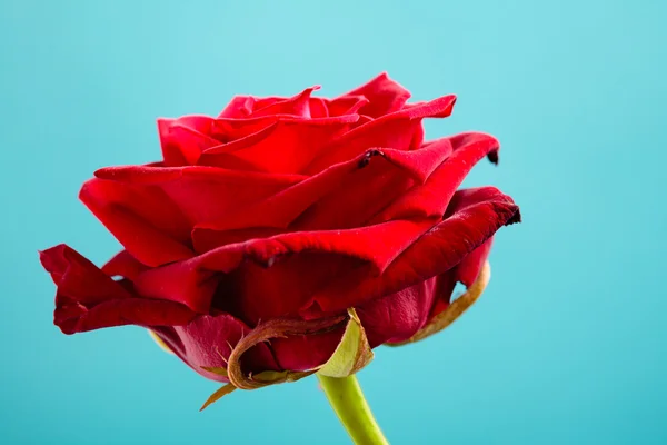 青い花の赤いバラの花を閉じる — ストック写真