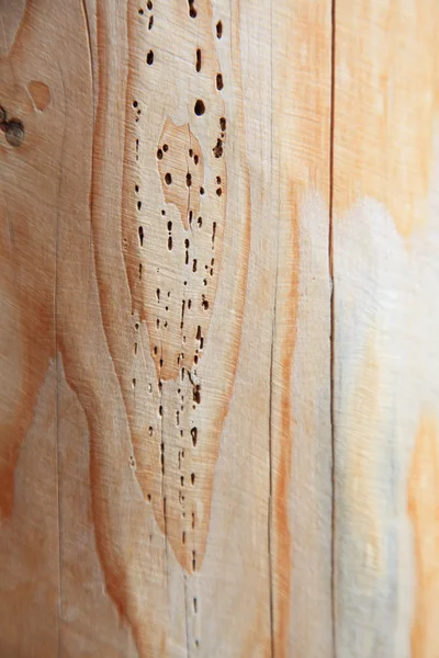 Textura fundo prancha de madeira woodworm track — Fotografia de Stock