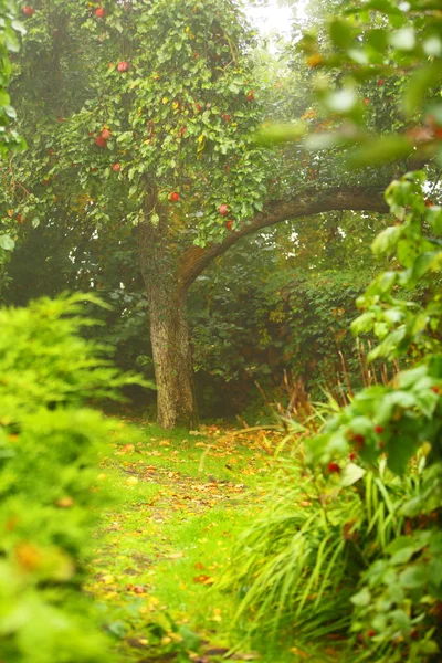 Ειρηνικός κήπος και μονοπάτι. Η μηλιά στο φόντο — Φωτογραφία Αρχείου