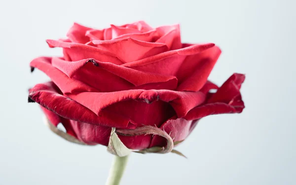 Ροδαλό λουλούδι closeup της άνθηση κόκκινο σε γκρι — Φωτογραφία Αρχείου
