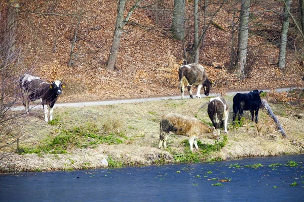 Rebanho de vacas leiteiras criação de animais na margem do rio ou na margem do lago — Fotografia de Stock