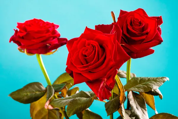 Bouquet of blossoming red roses flowers on blue — Stock Photo, Image