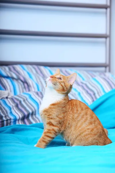 Animals at home - red cute little cat pet kitty on bed — Stock Photo, Image