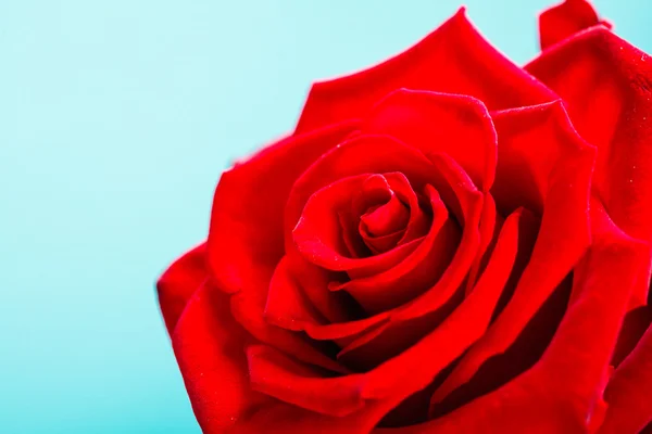 Close-up van bloeiende rode roos bloem op blauw — Stockfoto