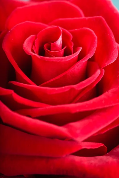 Closeup of blossoming red rose flower as background — Stock Photo, Image