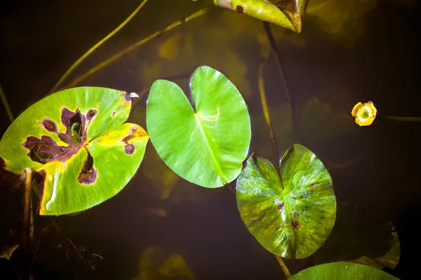 Closeup green leaves of water lily on pond or lake — Stock Photo, Image