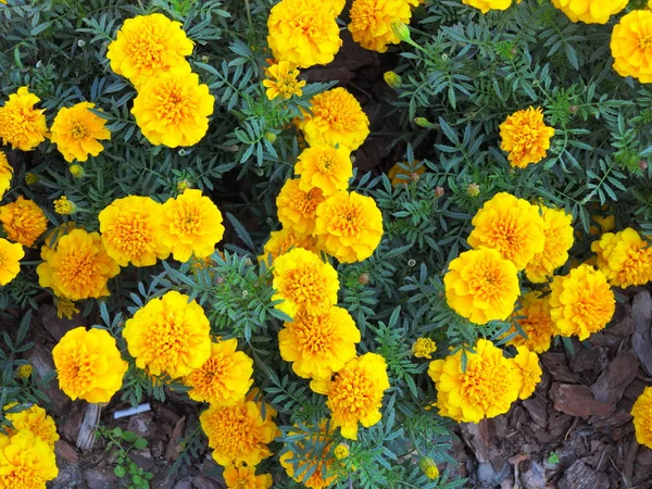 Żółte kwiaty w ogrodzie. Aksamitki, Aksamitka — Zdjęcie stockowe