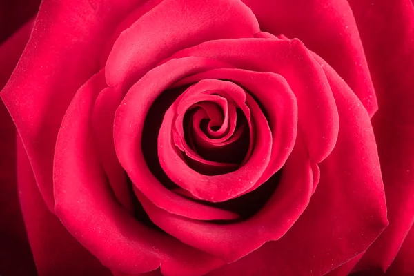 Closeup vermelho rosa flor como amor natureza fundo — Fotografia de Stock