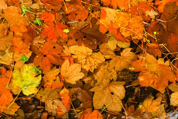 Oranje herfstbladeren als natuurlijke herfstachtergrond — Stockfoto