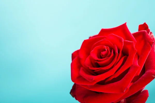 Closeup of blossoming red rose flower on blue — Stock Photo, Image