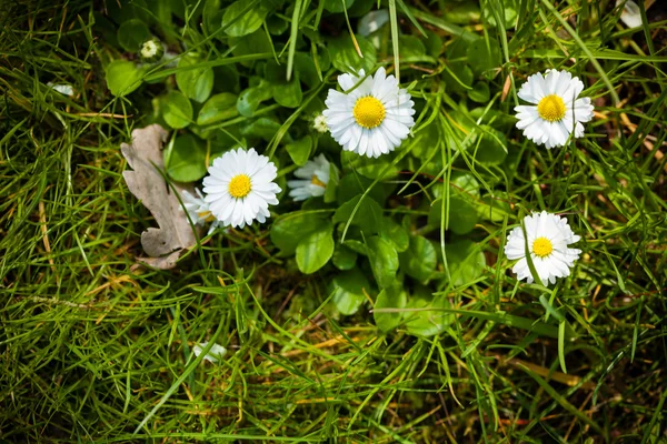 First signs of spring. Daisies flowers in grass. — Stock Photo, Image