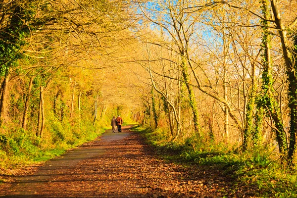 Люди ходят. Осенняя аллея . — стоковое фото