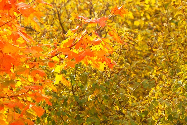 Яркие осенние листья в природной среде — стоковое фото
