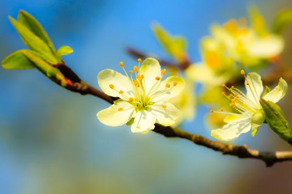 Witte bloesem aan de tak van appelboom — Stockfoto