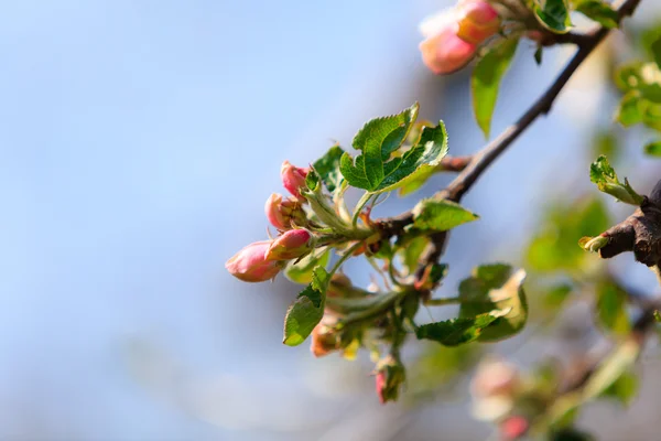 Flores rosadas en la rama del manzano —  Fotos de Stock