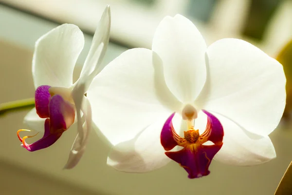 Witte orchideebloem binnen. — Stockfoto