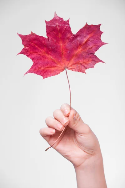 Mano con foglia d'acero come simbolo pelle capillare secca rossa . — Foto Stock