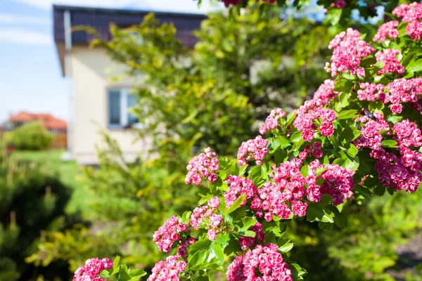Цветущие розовые цветы боярышника — стоковое фото