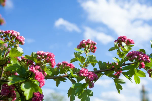 Bloosoming pink flowers of hawthorn tree — Stock Photo, Image